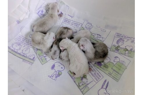販売中の東京都のバーミラ-120414の5枚目